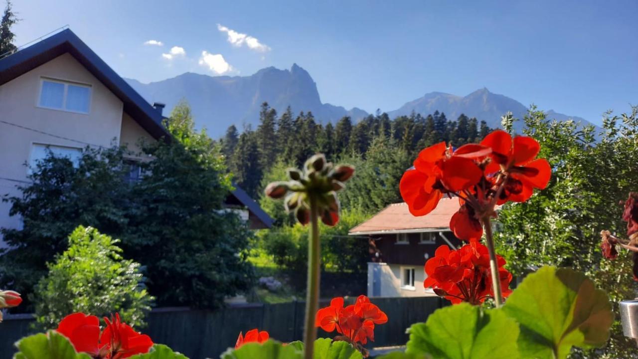 Family House Villa Busteni Exterior photo